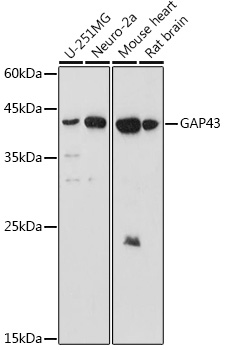 GAP43 antibody