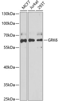 GRK6 antibody