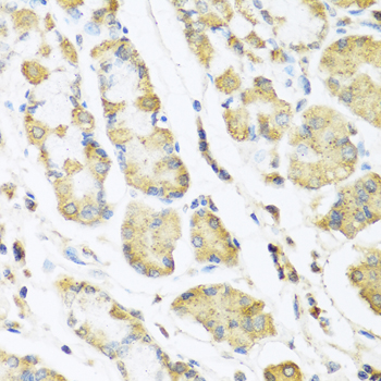 MLN antibody