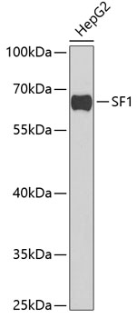 SF1 antibody