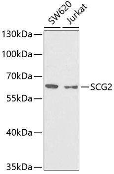 SCG2 antibody