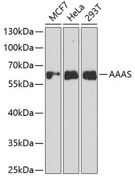 AAAS antibody