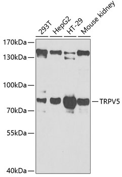 TRPV5 antibody