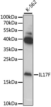 IL17F antibody