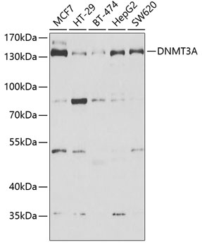 DNMT3A antibody