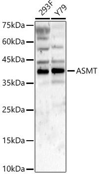 ASMT antibody