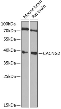 CACNG2 antibody