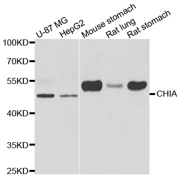 CHIA antibody