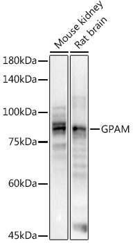 GPAM antibody