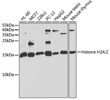 H2AFZ antibody