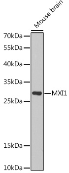 MXI1 antibody