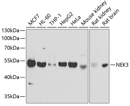NEK3 antibody