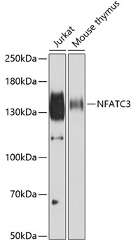 NFATC3 antibody