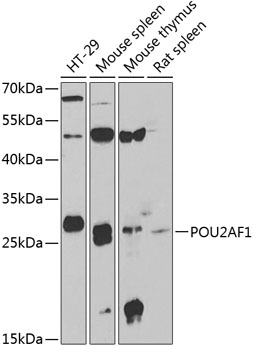 POU2AF1 antibody