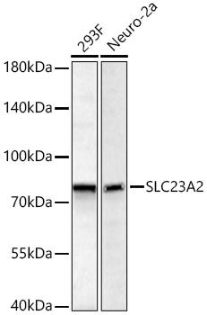 SLC23A2 antibody
