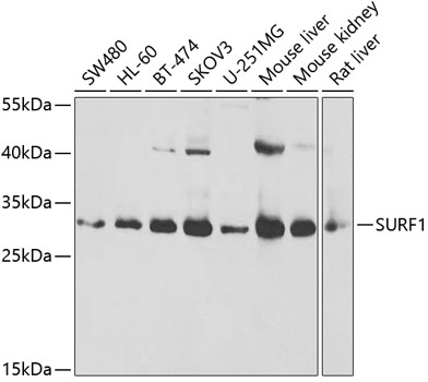 SURF1 antibody