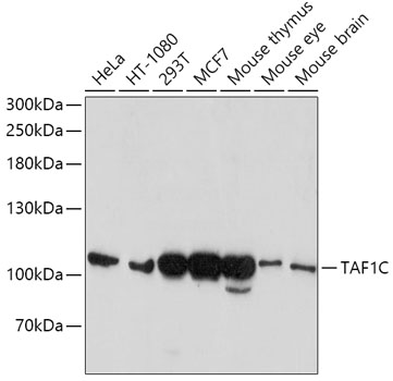 TAF1C antibody