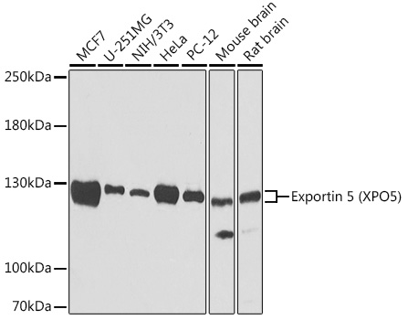 XPO5 antibody