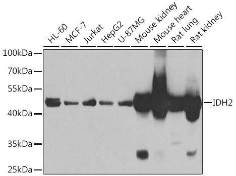 IDH2 antibody