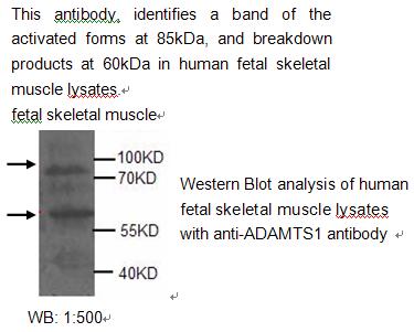 Anti-ADAMTS Antibody