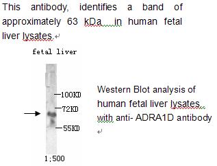 Anti-ADRA1D Antibody