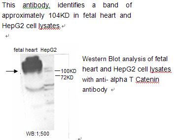 Anti-alpha T Catenin Antibody
