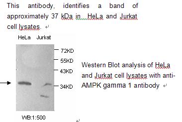 Anti-AMPK gamma 1 Antibody