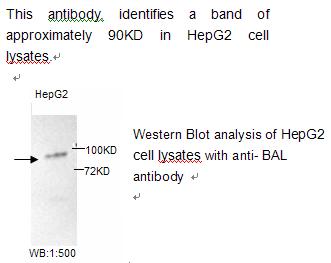 Anti-BAL Antibody