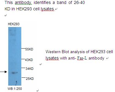 Anti-Fas-L Antibody