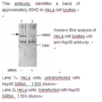 Anti-HSP90 alpha Antibody