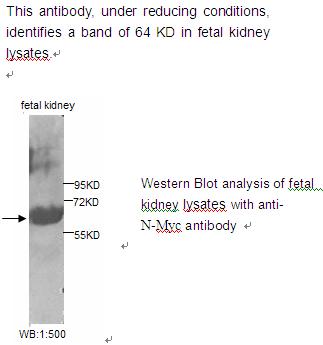 Anti-N-Myc Antibody