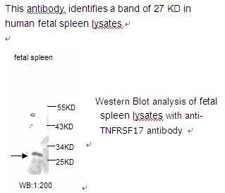 Anti-TNF RSF17 Antibody