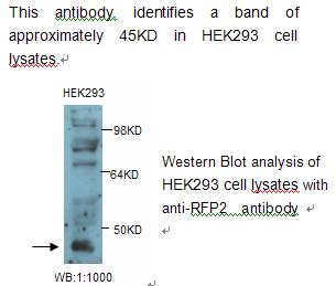 Anti-RFP2 Antibody