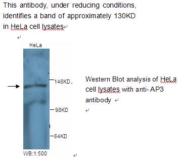 Anti-AP3 Antibody