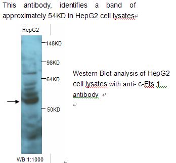 Anti-c-Ets 1 Antibody