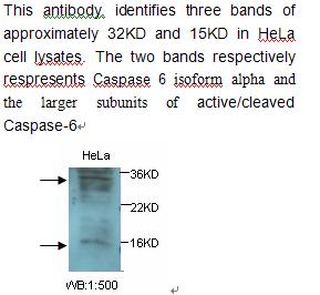 Anti-Caspase 6 Antibody