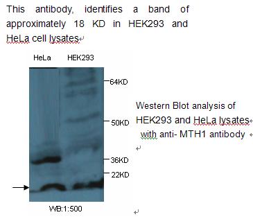 Anti-MTH1 Antibody