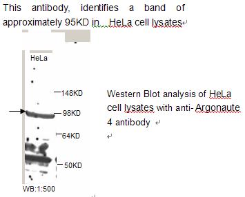 Anti-Argonaute 4 Antibody