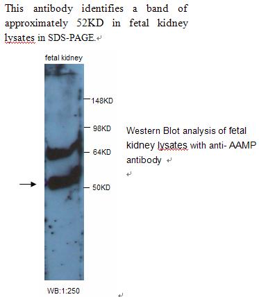 Anti-AAMP Antibody