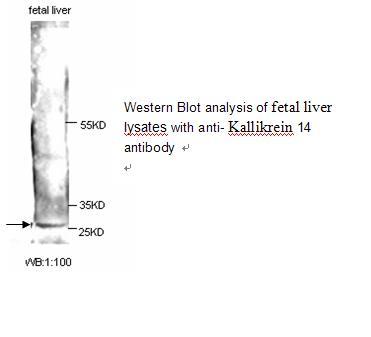 Anti-Kallikrein 14 Antibody