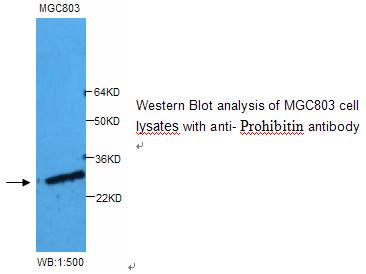 Anti-Prohibitin Antibody