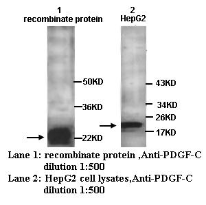 Anti-PDGF-C Antibody