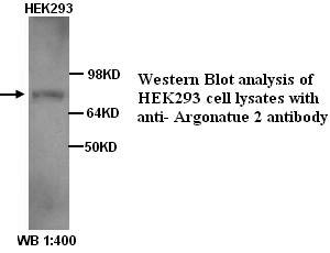 Anti-Argonatue 2 Antibody