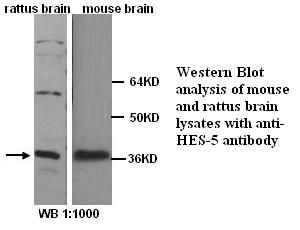 Anti-HES-5 Antibody