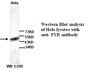 Anti-FXR Antibody