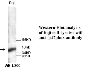 Anti-p47phox Antibody