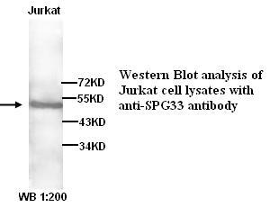 Anti-SPG33 Antibody
