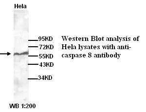 Anti-caspase 8 Antibody
