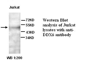 Anti-DDX6 Antibody