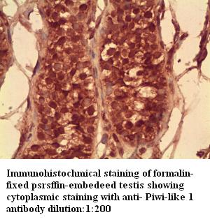 Anti-Piwi-like 1 Antibody
